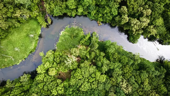 Concessões florestais ganham tração com projeto de 450 mil hectares no Amazonas